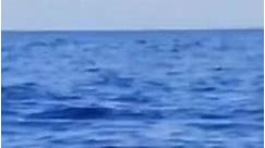 Never saw dolphin 🐬 move like this mind blowing videography ##dolphin##shot##animals##aquatic##sea##ocean##photography##videography##reel##facebook##dira##saha# | Dira Saha