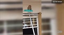 Owl flies inside this house