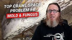Crawl Space Problem #4 - Mold | What Causes It & What to Do