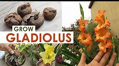 Gladiolus Flower | Gladiolus Bulb Growing Tips | Gladiolus Plant Care