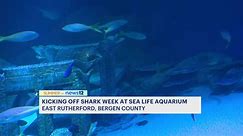 Shark Week: See fish from all around the world at American Dream’s Sea Life Aquarium