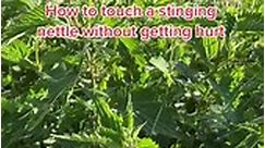 howto handle stinging nettles without getting hurt! Fun but useless fact time #plants #didyouknow #learnonti #reelfb #foryou | Stewart & Grant