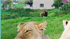 Amazing Lion House In South Africa