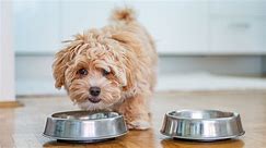 PSA for Pet Parents: These Are the Best Food Storage Containers on the Market