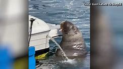 Norway obsessed with Freya, walrus famous for sinking boats