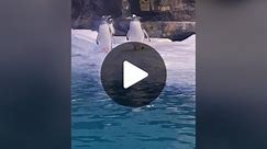 love to see penguins goof around #penguin #penguins #sealife #antartica #cold #fyp #tiktoksg