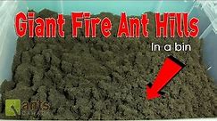 Fire Ants Bild Giant Ant Hills in a Bin