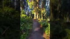 Wildwood Park hike - Puyallup, Washington
