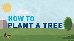 How To Plant A Tree