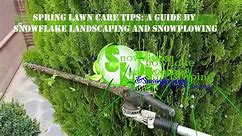 Spring Lawn Care Tips A Guide by Snowflake Landscaping and Snowplowing in Woodbridge