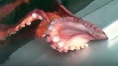 Watch an Octopus Squeeze Through a Tiny Hole