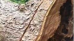 cutting big trees chainsaw, A safer way to fall a tree #borecutting #directionalfalling #chainsaw #powersaw | BSN Crafts