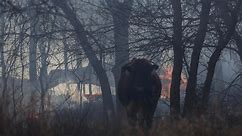 Thousands of Texas cattle lost to wildfires