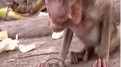 Mother monkey accidentally touched the baby monkey's wound, the poor baby monkey cried out in pain
