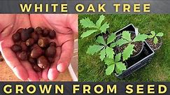 Growing White Oak Trees from Seed / Acorn