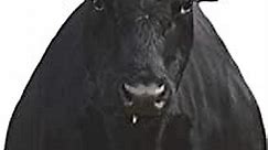 MONTANA DECOY Bessie Moo Cow