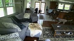 Dog confronts bear entering family kitchen