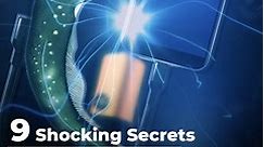 9 Shocking Secrets of the Electric Eel