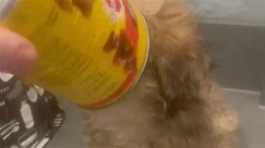 Funny moment young pup gets can stuck on its head - video Dailymotion