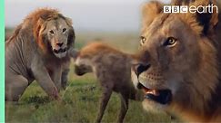 ONE HOUR of Amazing Animal Moments | BBC Earth
