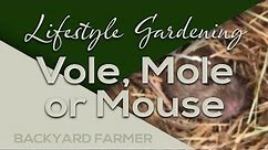 Vole, Mole or Mouse