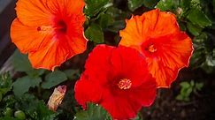 How to Get Continuous Blooms With Tropical Hibiscus