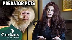 Why You Should Think Twice Before Owning A Monkey | Predator Pets | Curious?: Natural World