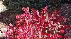 Dwarf Burning Bush Adds Fall Color to Your Colorado Landscape