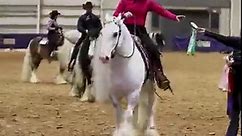 Beautiful Gypsy Vanner Horses - HANES Performance
