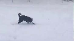 Puppy plays in the snow during Montana storm