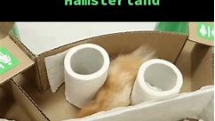 🐹Hamster WC😂 #hamster #toiletpaper #wc #maze #pet #animals #hamsters #hámster #хомяк #escape #toilet #ハムスター #倉鼠 #햄스터 #pets #animal #cute #tiktok | Sonyakisa8 TT
