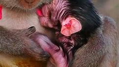 Beautiful newborn macaque