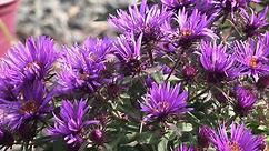 Learning About Asters