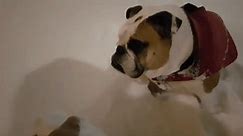 Bulldog Struggles to Chase Snowballs in Deep British Columbia Snow