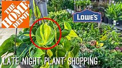 Late Night Plant Shopping at Lowe’s & Home Depot