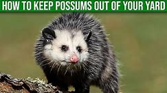 How To Keep Possums Out Of Your Yard - (Quick & Easy)