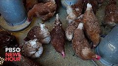Avian flu strain raises concerns after outbreaks among mammals