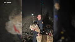 California Highway Patrol officers rescue llama named Challenger from freeway