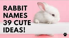 🐰 Rabbit Names 💚 39 CUTE 🥕 BEST ✔️ Ideas | Names