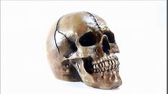 Seraphic Spooky Scary Old Looking Human Skull Decor Statue/Sculpture for Halloween Haunted House Prop Decorations, Life Size, Brown