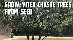 Grow Vitex Chaste Trees From Seed