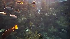 Tropical Reef - Aquarium of the Pacific