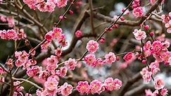 Flowering Plum Tree Facts
