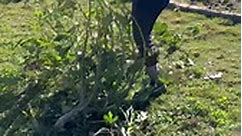Removing a few okra and broom corn plants to make room for more cool weather crops. What's growing on in your garden? #wintergarden #wintergardening #texasgardening #raisedbedgarden #zone8b #gardenersworld #zone8bgardener #letitwhip #whipit #homegarden #plantseeds #explore #garden #theokraladyllc #okraplant #okra #growfromseed #makingroom | The Okra Lady LLC