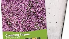 Seed Mat - Easy to Plant and Grow Garden Seeds - Creates Fragrant, Vibrant Flower Garden (Creeping Thyme Groundcover)