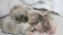5 Great Tips for Caring Your Baby Rabbit - The Bunny Hub