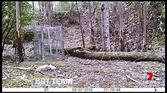 Tasmanian Tiger still alive?