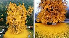 TOP 15 MOST BEAUTIFUL Trees In The World