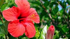 How to Grow & Care for Tropical Plants