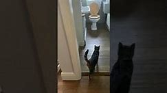 Family Discovers Cat Has Been Using the Toilet